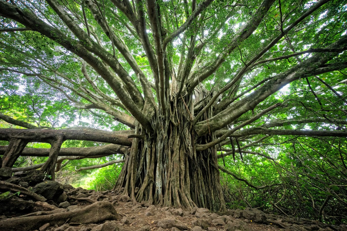Banyan tree