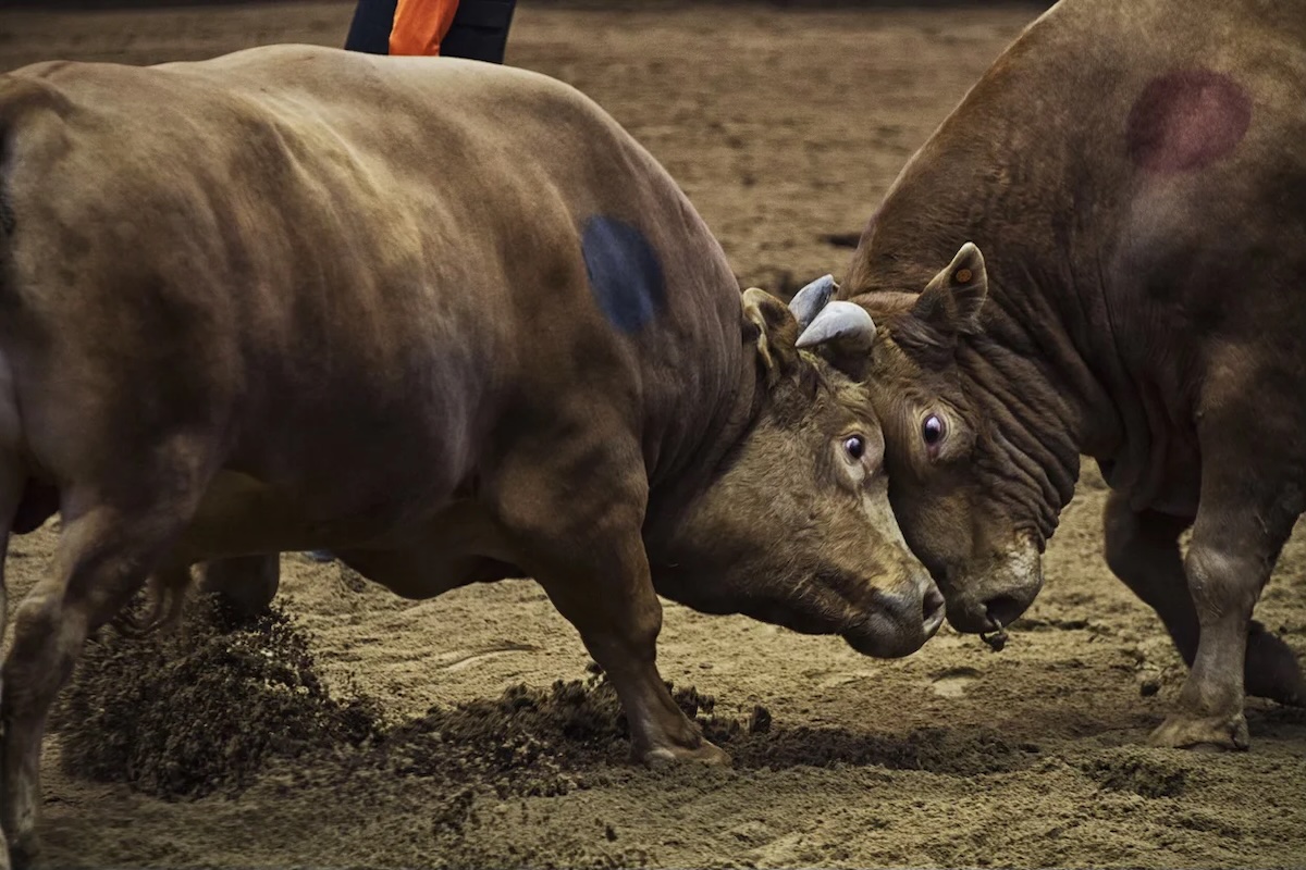 bulls fighting