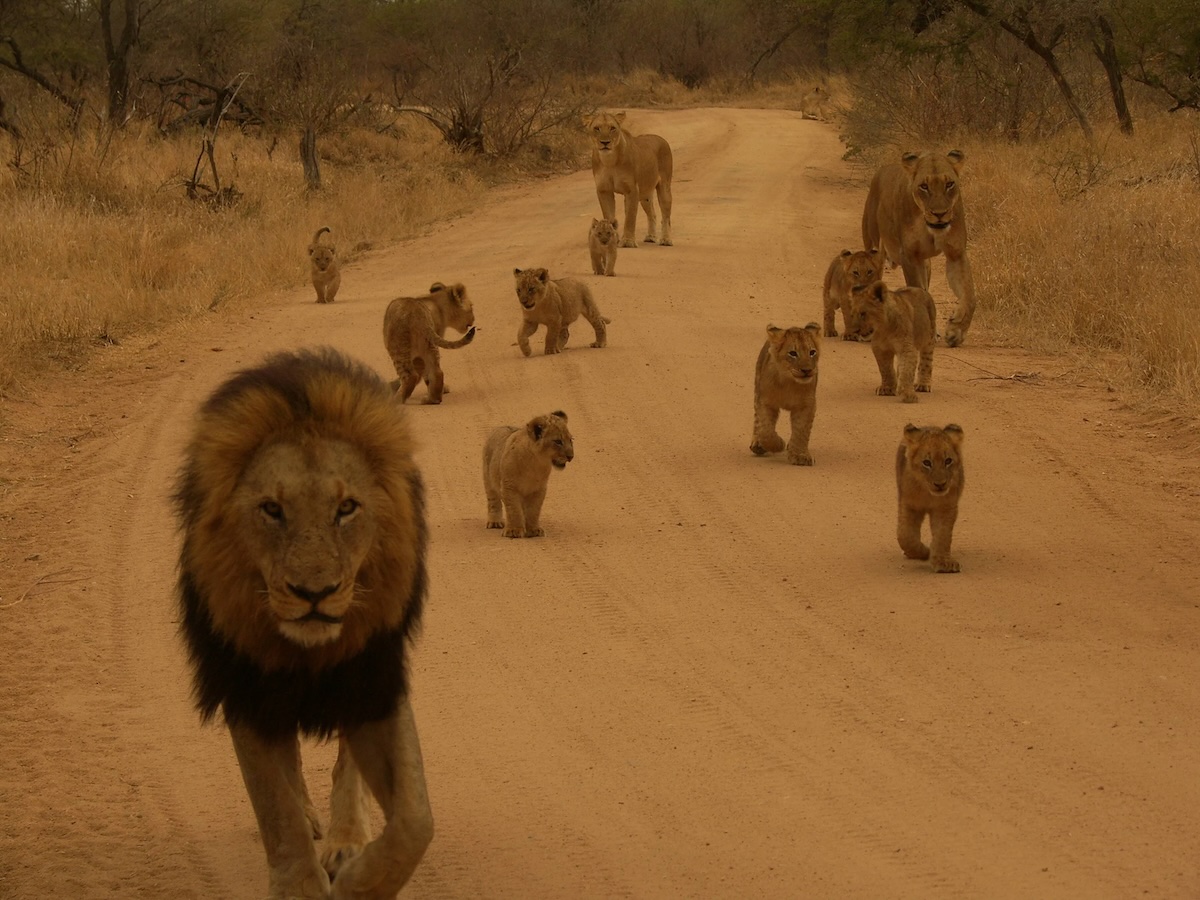 family walk of lions